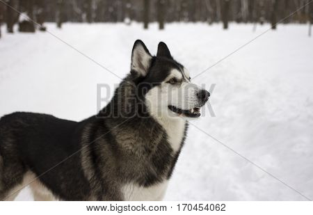 husky snow winter beautiful proud animal wild dog wolf snow great