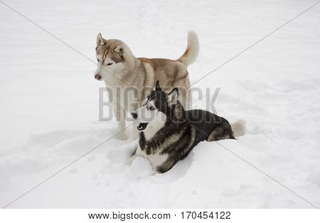 two couple husky snow winter beautiful proud animal wild dog wolf snow great
