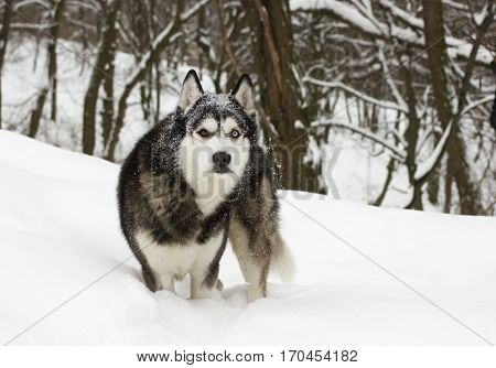 husky snow winter beautiful proud animal wild dog wolf snow great