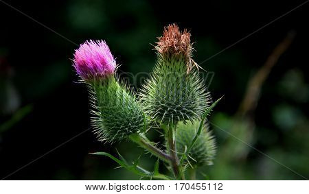 A green prickly thistle with pink petals