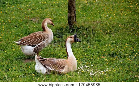 Two wild geese in a meadow. The female goes away.