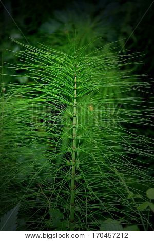 A bizarre beauty of the forest is shown in the light