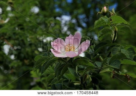 A lonely pink wild rose in sunlight