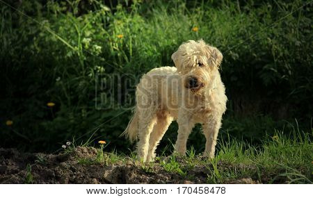 A dog in the meadow looks at a mouse