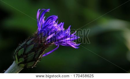 A violet flower opens in the morning