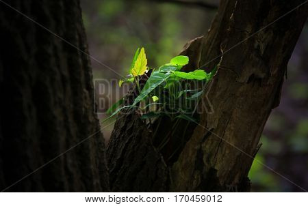 Small plants grow from a dead tree trunk