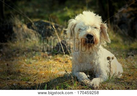 A dog is lying comfortably on a meadow in autumn