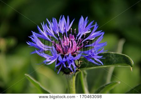 A bright blue cornflower shows her filigree petals
