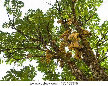 Many of fruit on tree name 