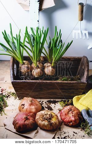 Garden Tools And Flower Bulbs