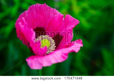 Oriental poppy growing in the summer garden. Botanical name is Papaver Orientale