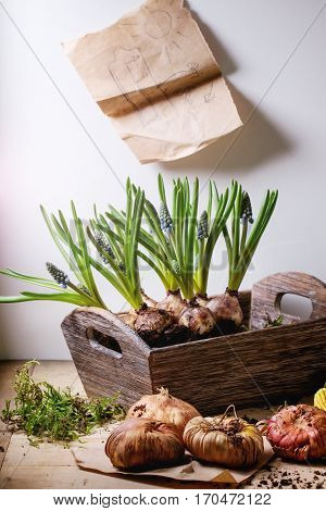Garden Tools And Flower Bulbs