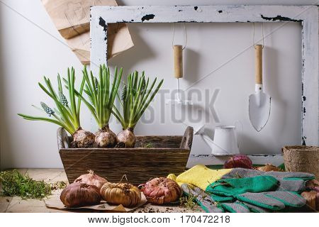 Garden Tools And Flower Bulbs