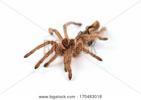 Macro photo of spider's moult on white background