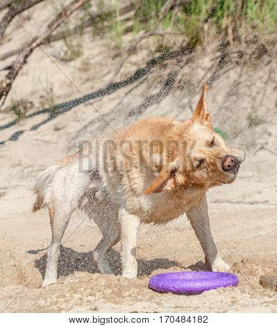 wet yellow abrador drying himself after swimming
