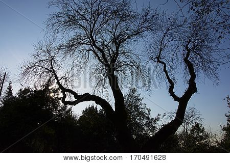 Sycamore tree waiting for sunset. The dark starts