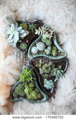 Mixed succulents and cacti in a pot with unusual shapes. Picture with a blurred background is well suited for use as backgrounds or wallpapers.