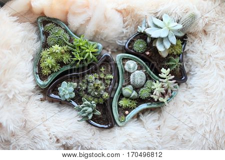 Mixed succulents and cacti in a pot with unusual shapes. Picture with a blurred background is well suited for use as backgrounds or wallpapers.