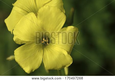 The Oxalis pes-caprae flower is actinomorphic with a calyx composed of five free or slightly fused sepals