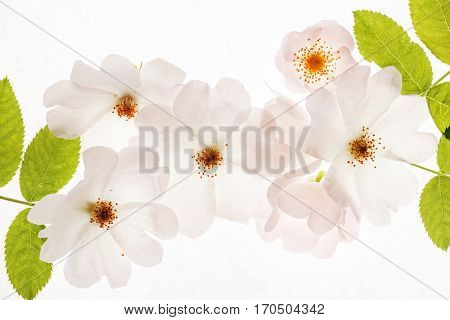 wild roses