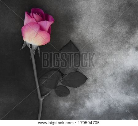 Flower on gray marble - condolence card with deepest sympathy