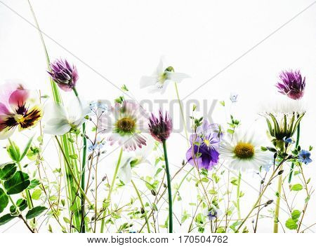 spring flowers