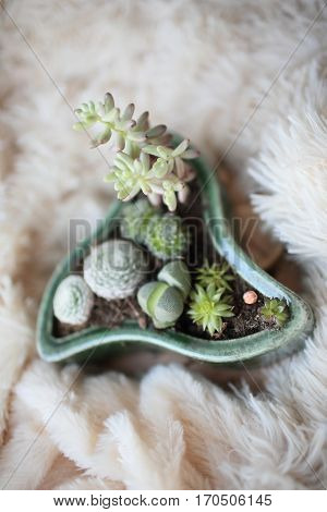 Mixed succulents and cacti in a pot with unusual shapes. Picture with a blurred background is well suited for use as backgrounds or wallpapers.