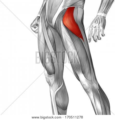 Concept conceptual 3D illustration human upper leg anatomy or anatomical and muscle isolated on white background metaphor to body, tendon, fit, foot, strong, biological, gym, fitness, health medical