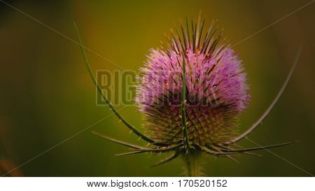A pink thistle is half in bloom and protects it with thorns