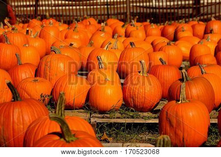 Harvested autumn pumpkins waiting to be purchased