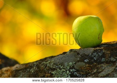 Rotten apple on a stone wall in autumn