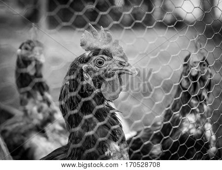 Chickens looking through wire fence black and white