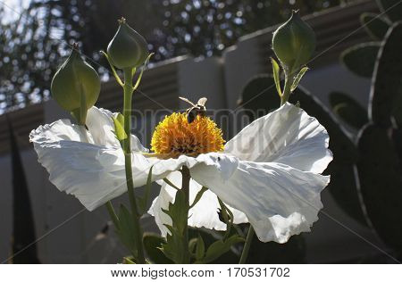 Bee alights onto pollen stem, Santa Barbara, California