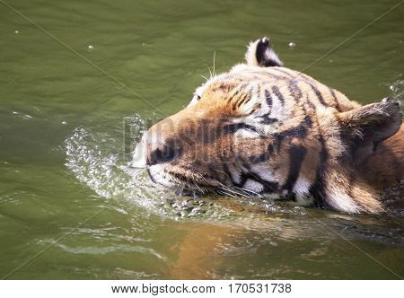 Aging Malayan Tiger morning swim, Houston Zoo