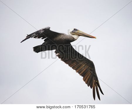 Pelican in flight, Galveston Texas August 2016