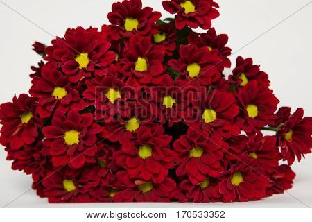 Chrysanthemum Merlot, burgundy chr bouquet, bordó krizantém csokor, krizi