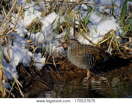 Water Rail searching for food ( Rallus aquaticus )