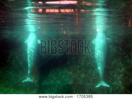 2 Belugas