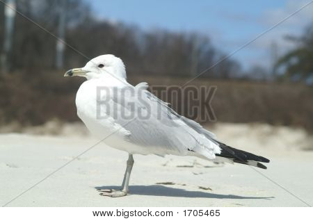 Sea Gull