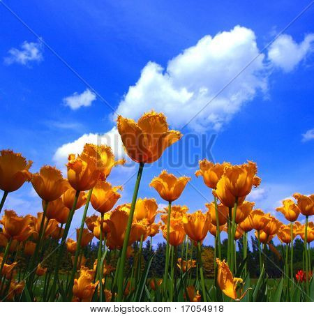 Fimbriate gelbe Tulpen im Frühjahr