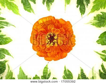 liście granicy z zinia elegans