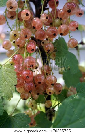 Clusters of translucent pink champagne currant fruits dangle on a currant bush (Ribes rubrum), in a garden in Joliet, Illinois during June.