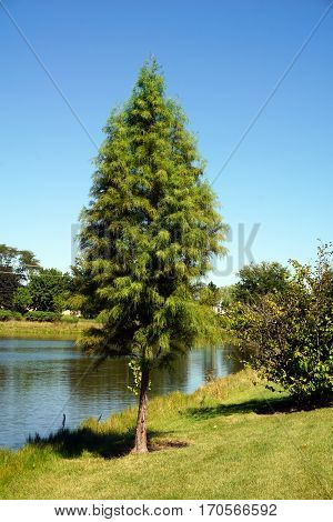 A Japanese cedar tree (Cryptomeria japonica) stands next to a small, man-made lake in Joliet, Illinois during September.