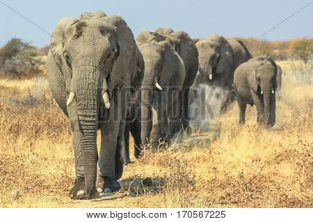 A herd of African elephants moving in Ethosa National Park Namibia on yellow grass savanna.