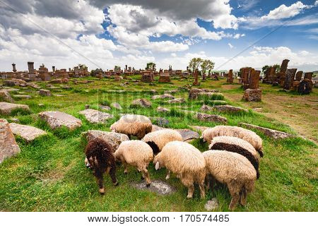 Sheep graze in Noratus Cemetery with Khachkars, Armenia