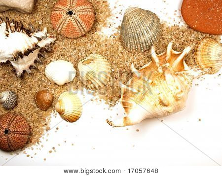fundo de shell do mar
