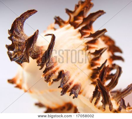 closeup de Shell
