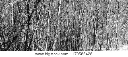 Stark view of a forest of trees in the winter with no leaves.