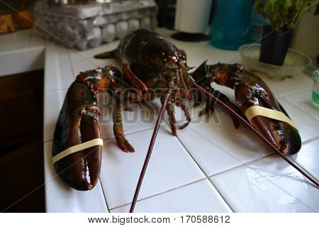 monster four (4) pound clawed  lobster is a large  crustacean