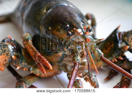 monster four (4) pound clawed  lobster is a large  crustacean